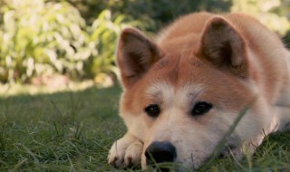 忠犬八公中的狗是什么品种 忠犬八公中的狗介绍