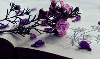 娃娃脸什么意思 娃娃脸解释