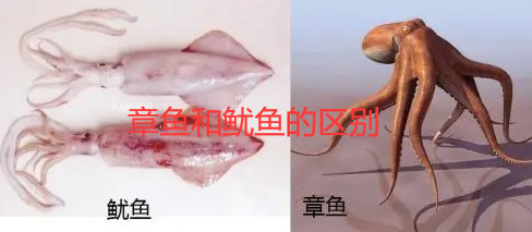 章鱼和鱿鱼有什么区别