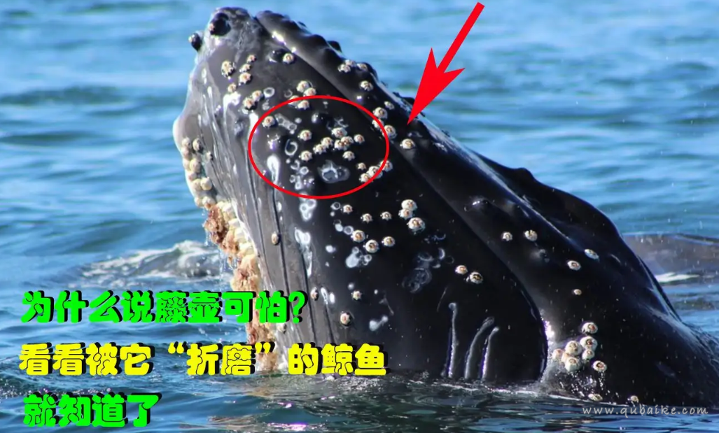 主要有以下两点,因为鲸鱼的皮肤比较粗糙,所以适合藤壶的吸附与寄生