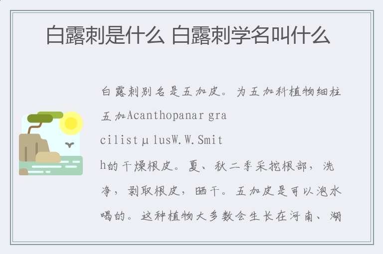 白露刺是什么 白露刺学名叫什么