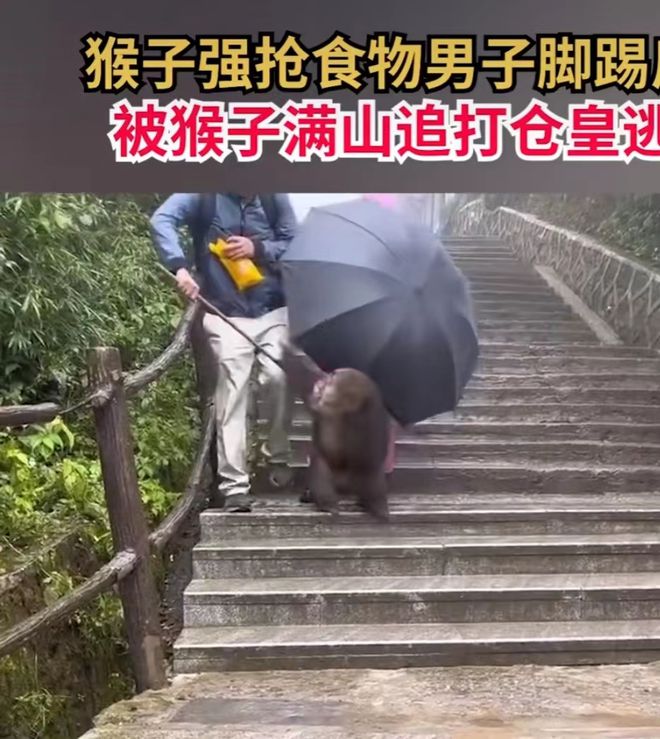 在景区被猴子追着满山跑！网友大呼：惹不起