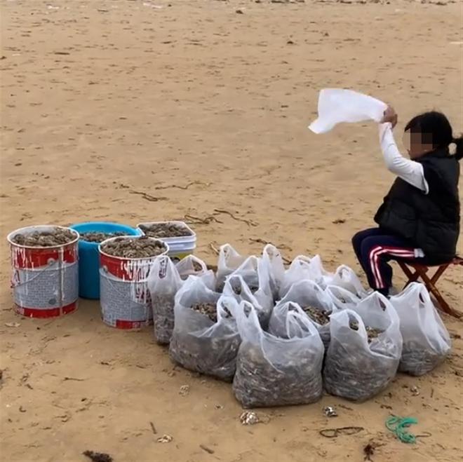 烟台海滩退潮后现大量海鲜，市民：捡了30斤虾，有人开三轮车“进货”