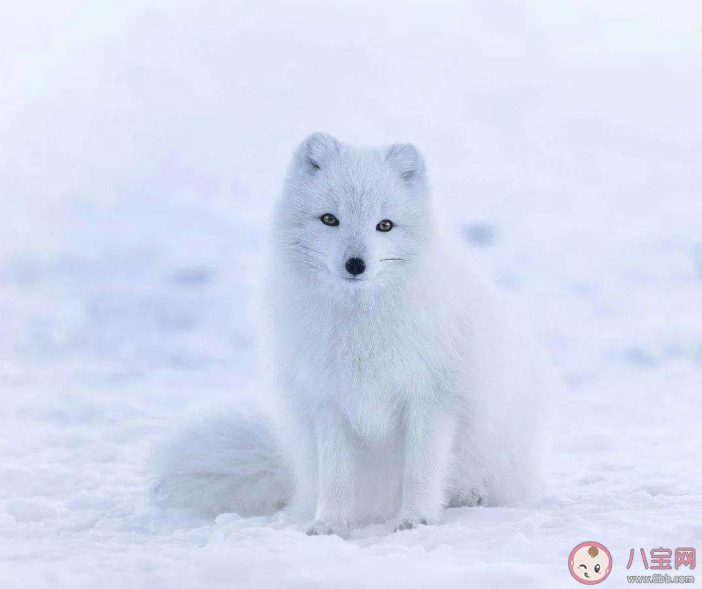 南京一市民在路边捡到北极狐是怎么回事 北极狐生活在哪里