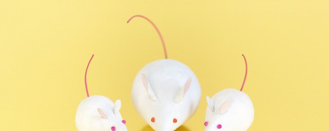 为什么用小白鼠做实验 小白鼠做实验的原因