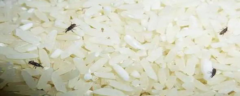 米长虫子了怎么除虫