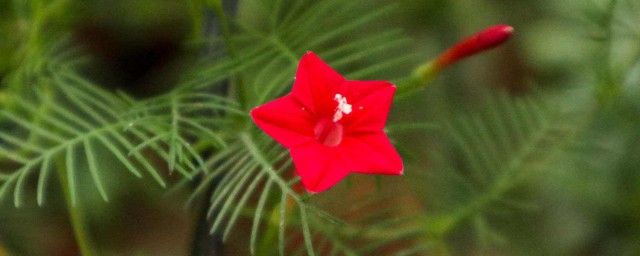 茑萝花是什么季节开放 茑萝花是哪个季节开放的呢