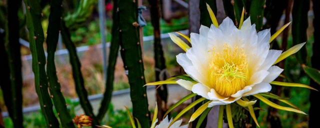 霸王花是什么季节开放的 霸王花是哪个季节开花的呢