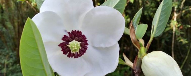 龙女花是什么季节开放的 龙女花哪个季节是花期呢