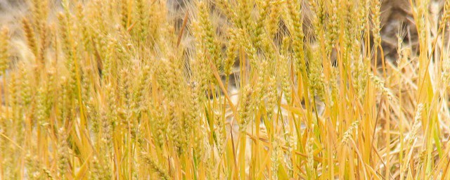 小麦怎样保存才能不坏掉 小麦如何保存不坏