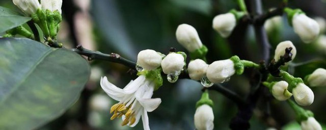 芦柑花什么季节开放 芦柑花哪个季节开放呢