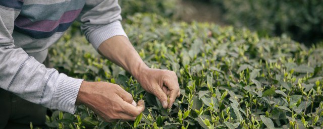 秋冬季早上喝什么茶 秋冬季早上适合喝哪些茶