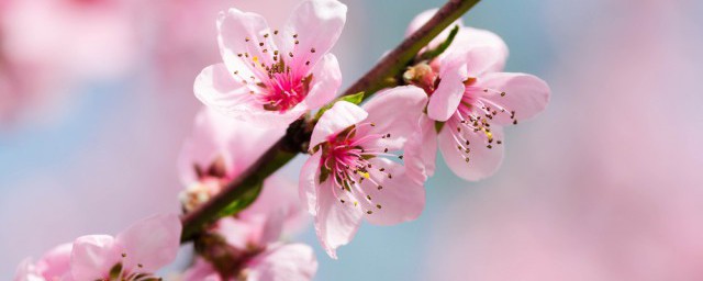 为什么春节摆桃花 为什么要在春节摆放桃花