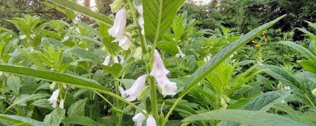 芝麻花什么时候开花 芝麻一般在什么时候开花