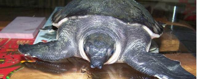 猪鼻龟能和清道夫一起养吗 猪鼻龟可以和清道夫养在一起吗