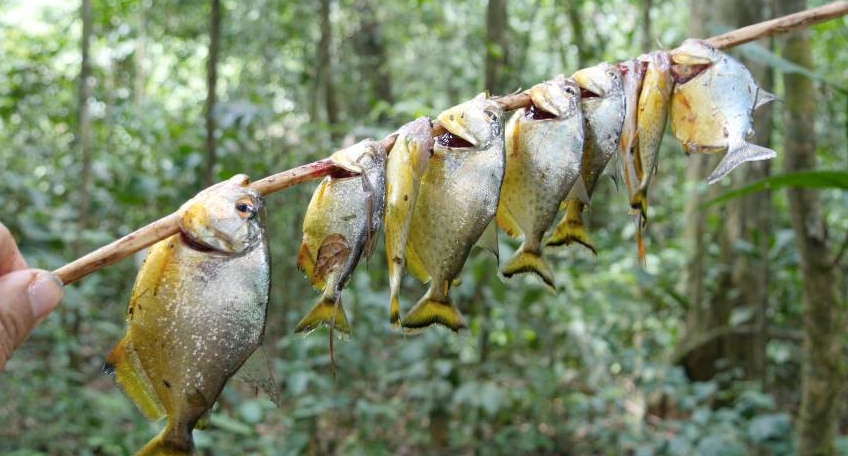 食人鱼可以吃吗 食人鱼可不可以吃