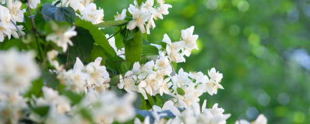 茉莉叶子干焦怎么办 茉莉花叶子干枯了怎么办