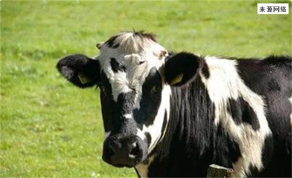 “认养一头牛”几乎没有自养牛这家品牌IPO遭问