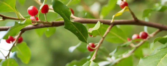 茱萸什么时候开花 茱萸的开花时间