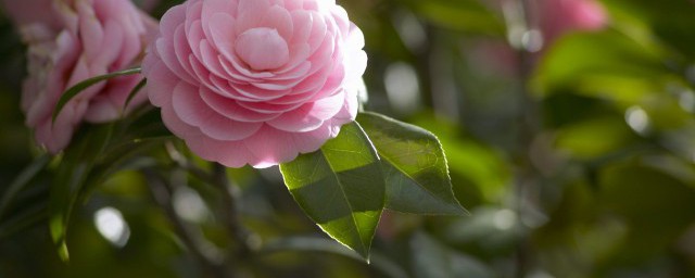 山茶花几月开花 山茶花开花时间