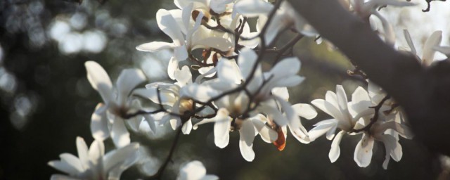 白玉兰树什么时候开花 白玉兰花什么时候开花