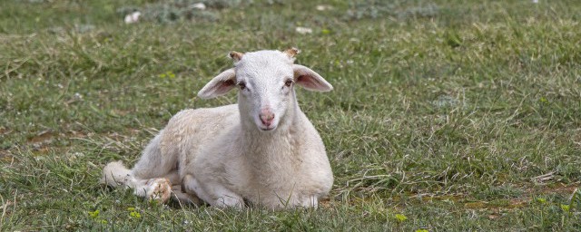 什么属相的人不宜养羊呢 哪些属相不适合养羊