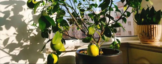 盆栽柠檬什么时候修剪好 盆栽柠檬哪个时间修剪好