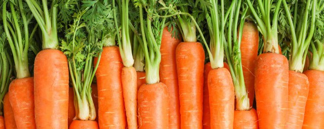 减肥能不能吃胡萝卜 减肥可以吃胡萝卜吗