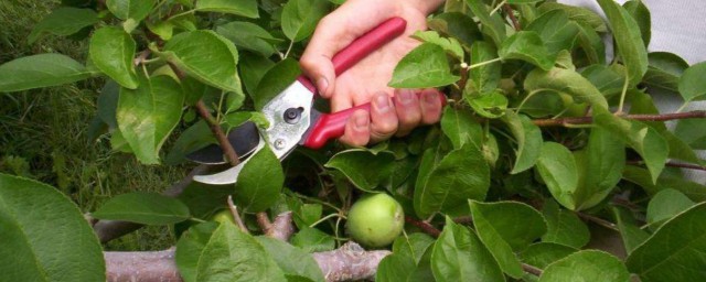 苹果什么时候修剪好 苹果哪个时间修剪好