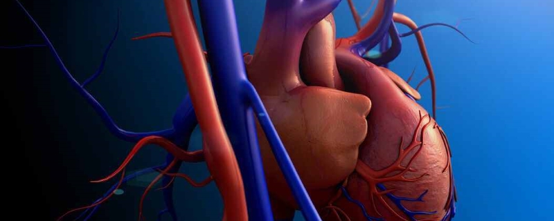 动脉从心脏发出的过程