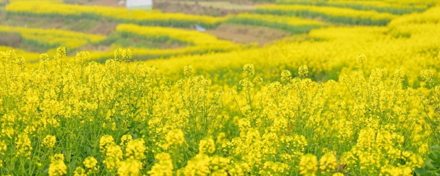 山东种油菜的最佳时间是 山东种油菜什么时候最合适呢