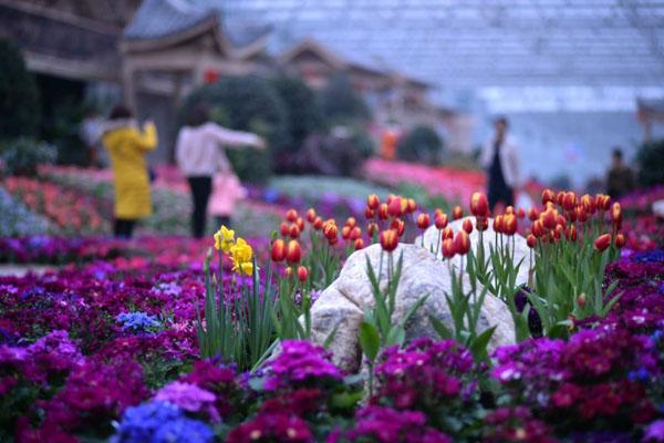 2023成都郁金香花节在哪里 附活动介绍