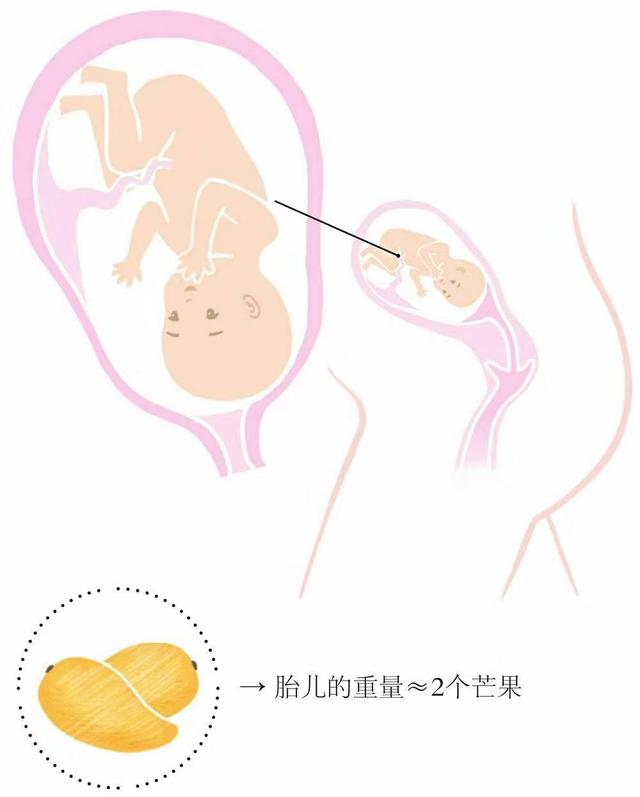 胎儿到六个月一周能长多大（胎儿6个月是什么样）