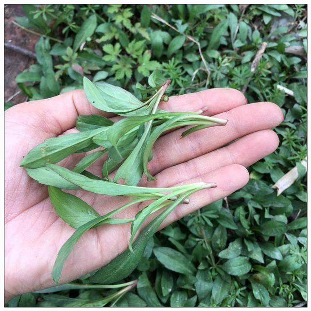 孕妇吃哪些野菜好（农村常见的这9种野菜）