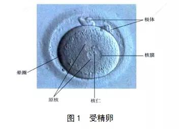 试管婴儿前期检查ct吗（试管婴儿早期补救ICSI是怎么回事）