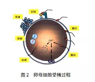 试管婴儿前期检查ct吗（试管婴儿早期补救ICSI是怎么回事）