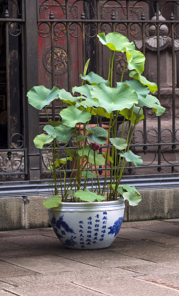 庭院荷花缸风水禁忌(庭院大缸养荷花风水)