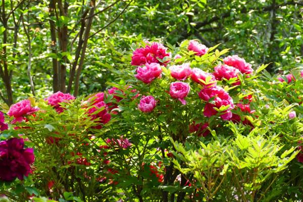 洛阳春天赏花的地方 八大春季赏花地点