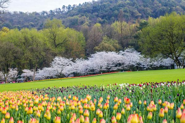 2023杭州太子湾公园郁金香花展时间及门票价格