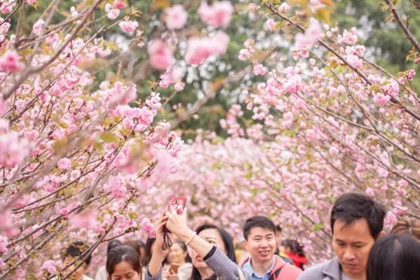 2023深圳海上田园樱花节门票价格及活动时间