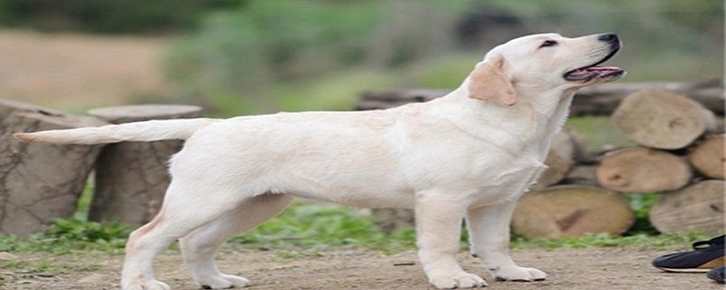 怎样辨认拉布拉多犬品质的好坏