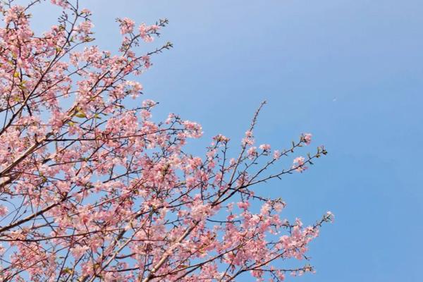 桂林春天去哪里看 花桂林春天赏花地点