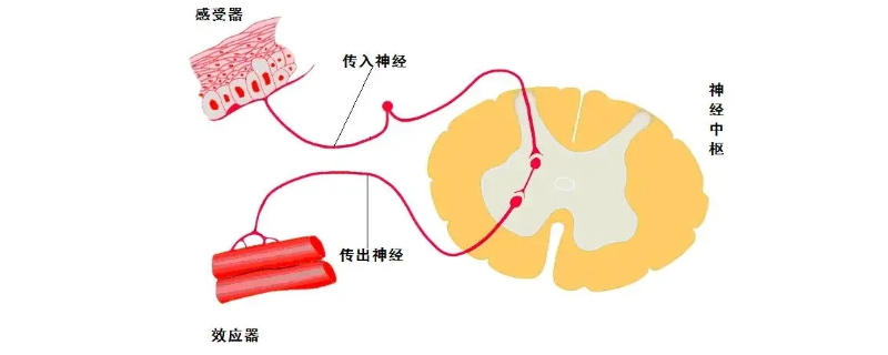 反射弧过程图图片