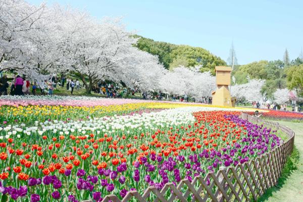 2023上方山百花节门票多少钱 附游玩时间及赏花指南