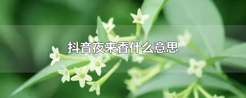 抖音夜来香什么意思