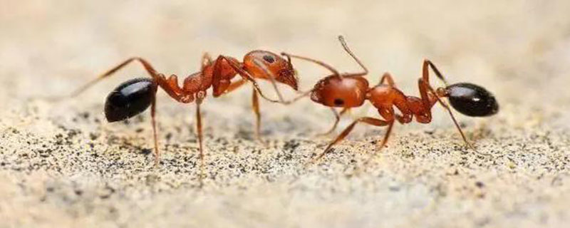 房间里有蚂蚁怎么办