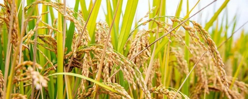 适合水稻生长的气候条件是什么