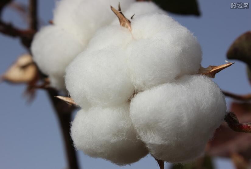 新疆的棉花