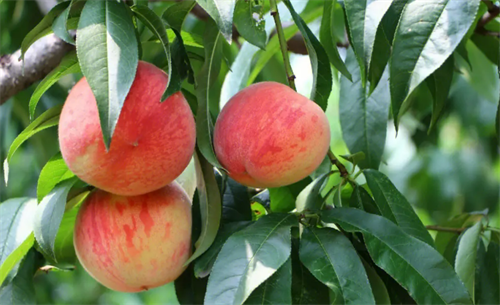 桃子什么季节成熟? 如何挑选桃子?