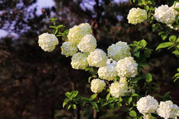 武汉绣球花海在哪 绣球花观赏点推荐